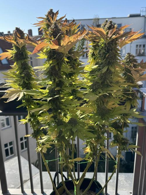 2026 Balcony Grow Experiment. Week 18