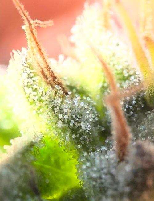 2026 Balcony Grow Experiment. Week 18 - Top Bud Micro