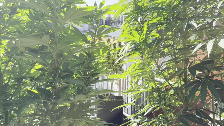 2026 Balcony Grow Experiment