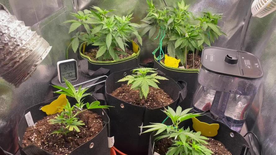 Multiple Breeders Outdoor Indoor Mix Grow
