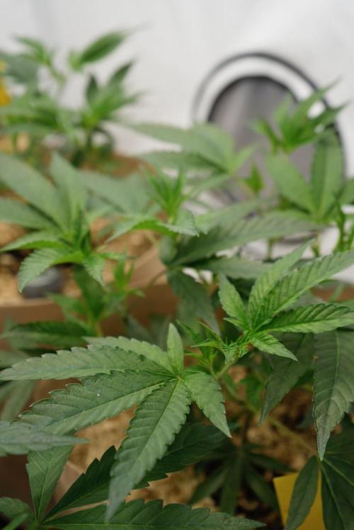 Peach Tree x Candy Fumez. Week 4 - Candy Fumez