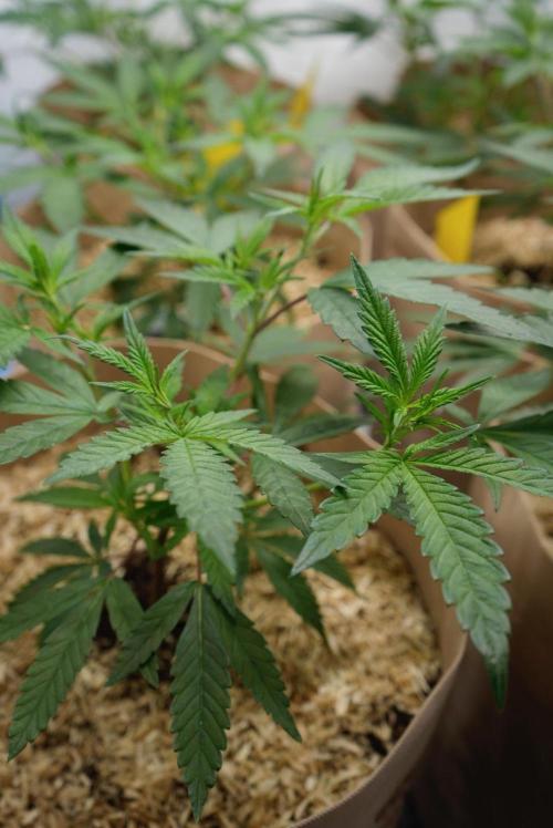 Peach Tree x Candy Fumez. Week 4 - Peach Tree