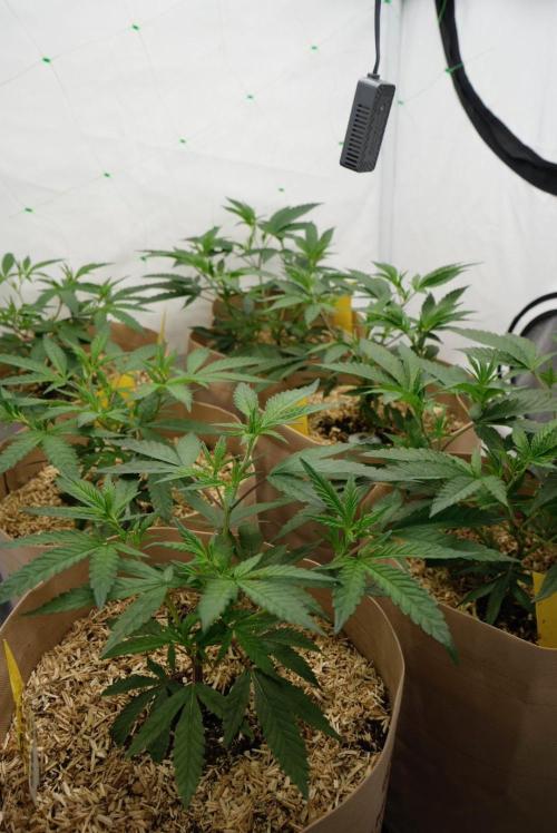 Peach Tree x Candy Fumez. Week 4 - Left Peach Tree
Right Candy Fumez