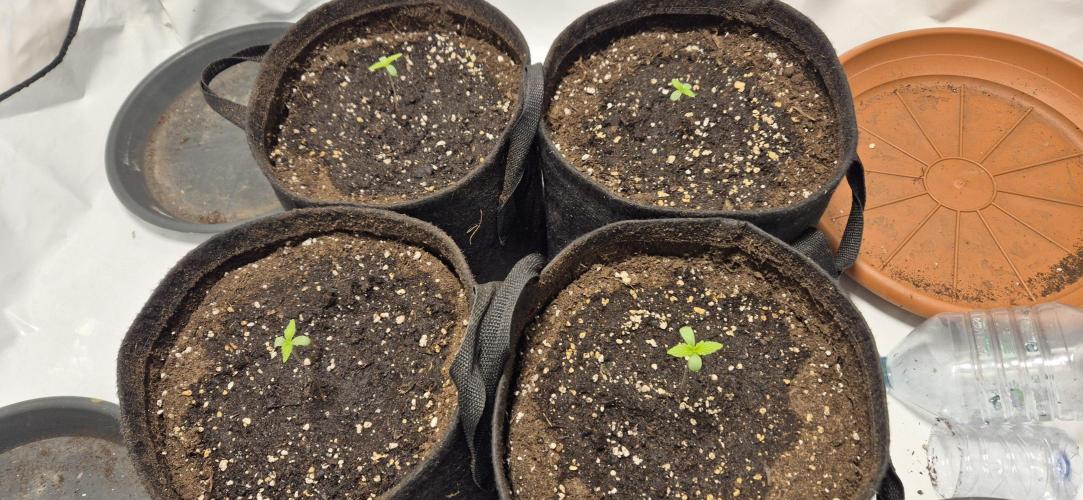 Wedding Glue Automatic FastBuds Grow. Week 1 - Day 5