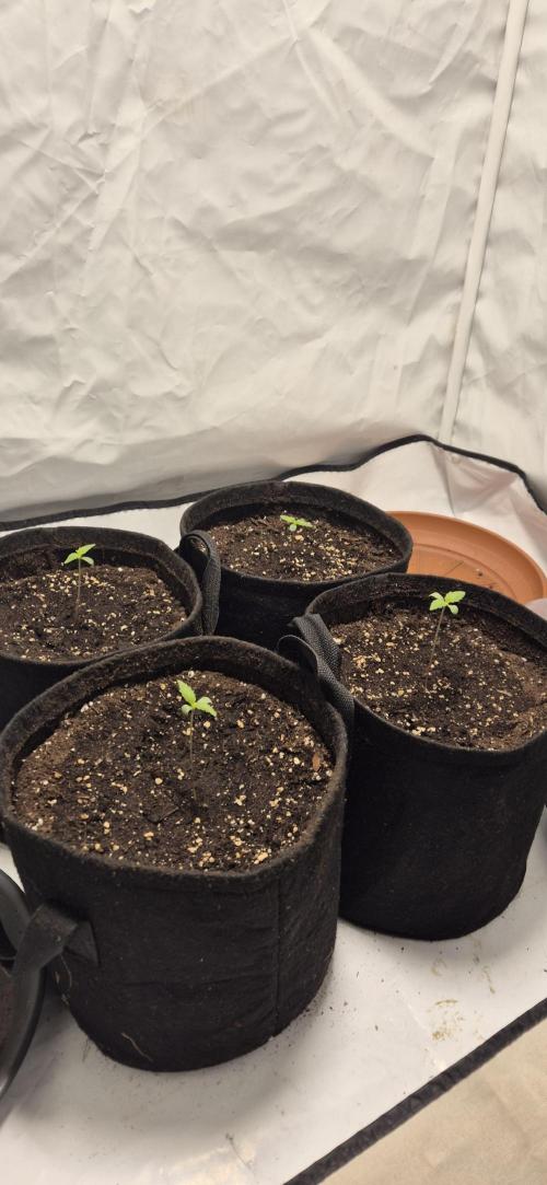 Wedding Glue Automatic FastBuds Grow. Week 1 - Day 7