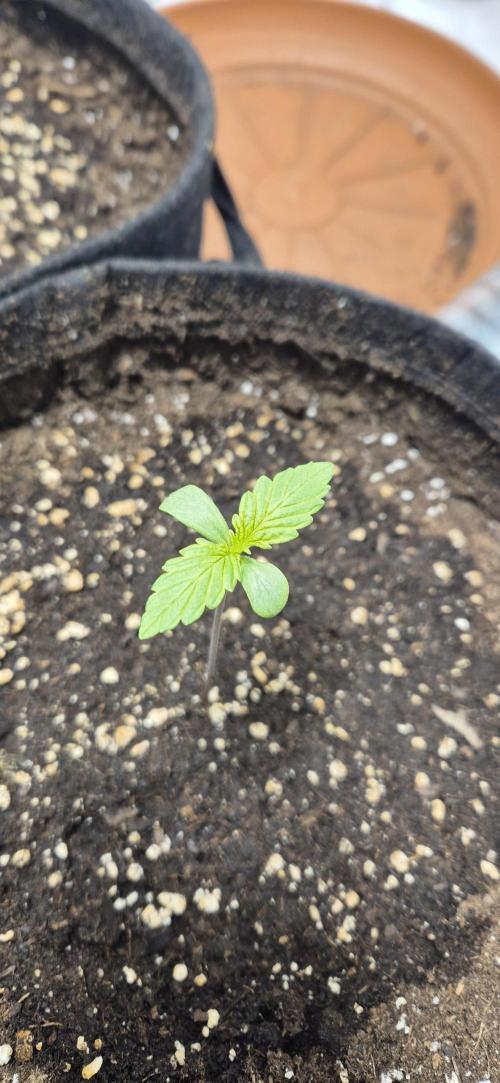 Wedding Glue Automatic FastBuds Grow. Week 1 - Day 7