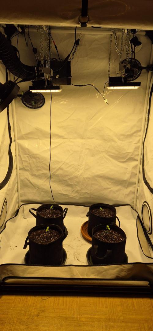 Wedding Glue Automatic FastBuds Grow. Week 2 - Day 9