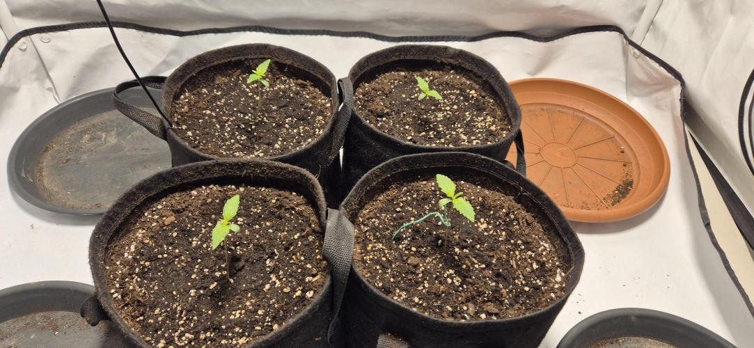 Wedding Glue Automatic FastBuds Grow. Week 2 - Day 9