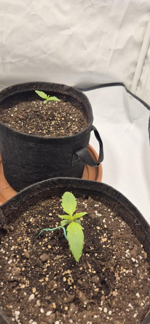 Wedding Glue Automatic FastBuds Grow. Week 2 - Day 11