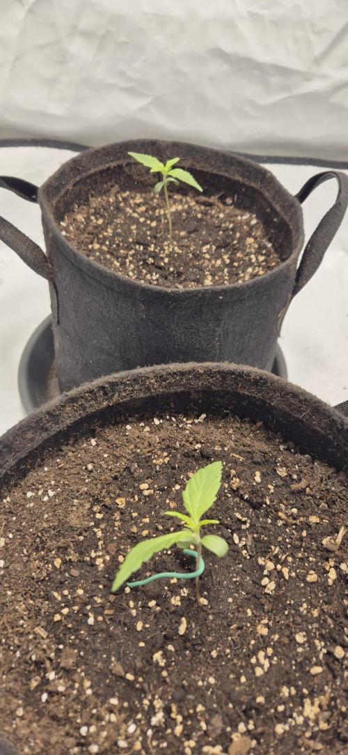 Wedding Glue Automatic FastBuds Grow. Week 2 - Day 11