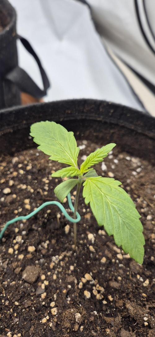 Wedding Glue Automatic FastBuds Grow. Week 2 - Day 11