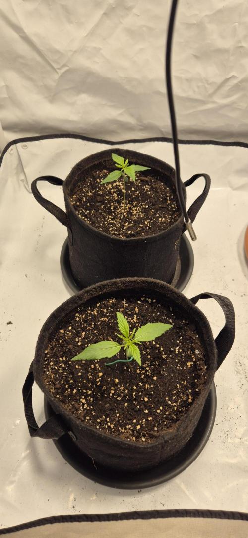 Wedding Glue Automatic FastBuds Grow. Week 3 - Day 14