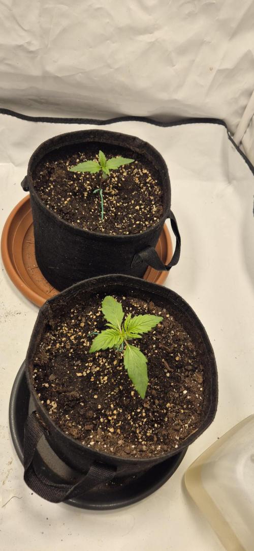 Wedding Glue Automatic FastBuds Grow. Week 3 - Day 14