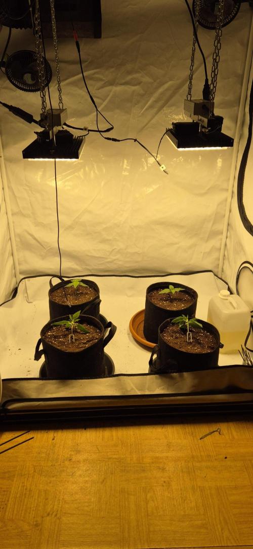 Wedding Glue Automatic FastBuds Grow. Week 3 - Day 16
