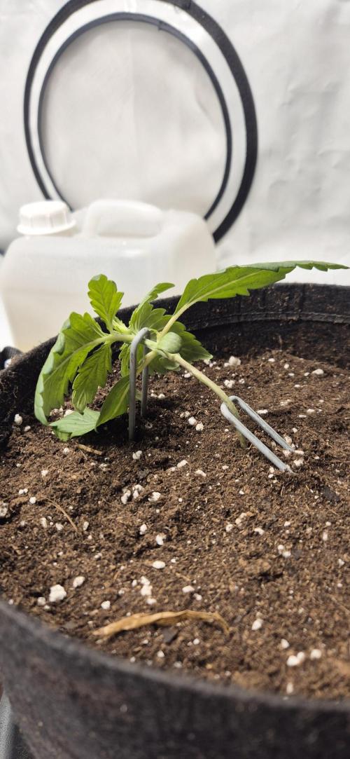 Wedding Glue Automatic FastBuds Grow. Week 3 - Day 16