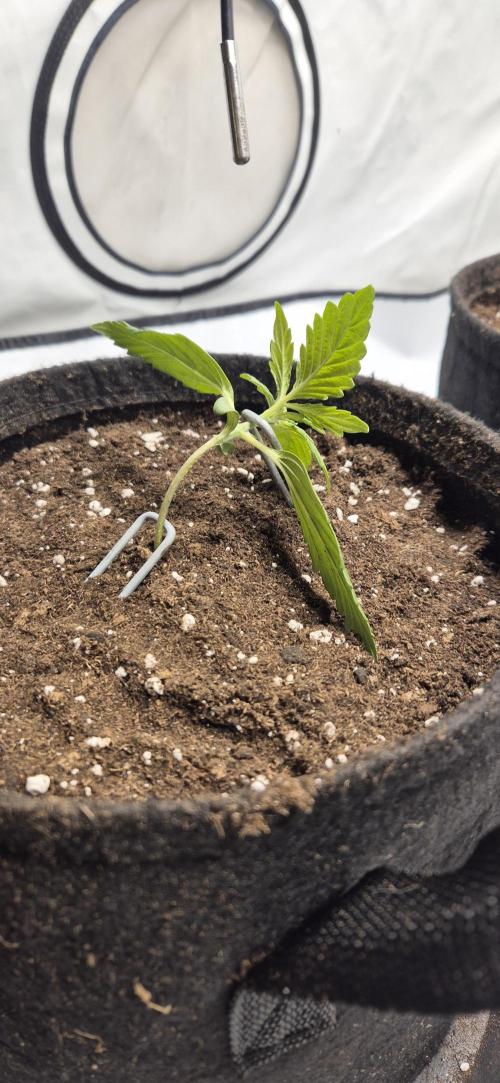 Wedding Glue Automatic FastBuds Grow. Week 3 - Day 16