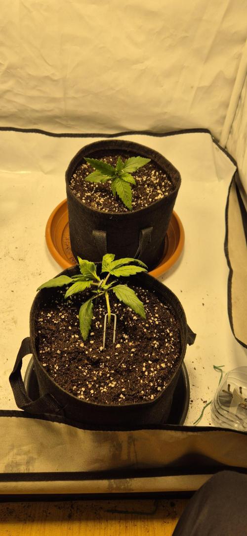 Wedding Glue Automatic FastBuds Grow. Week 3 - Day 20