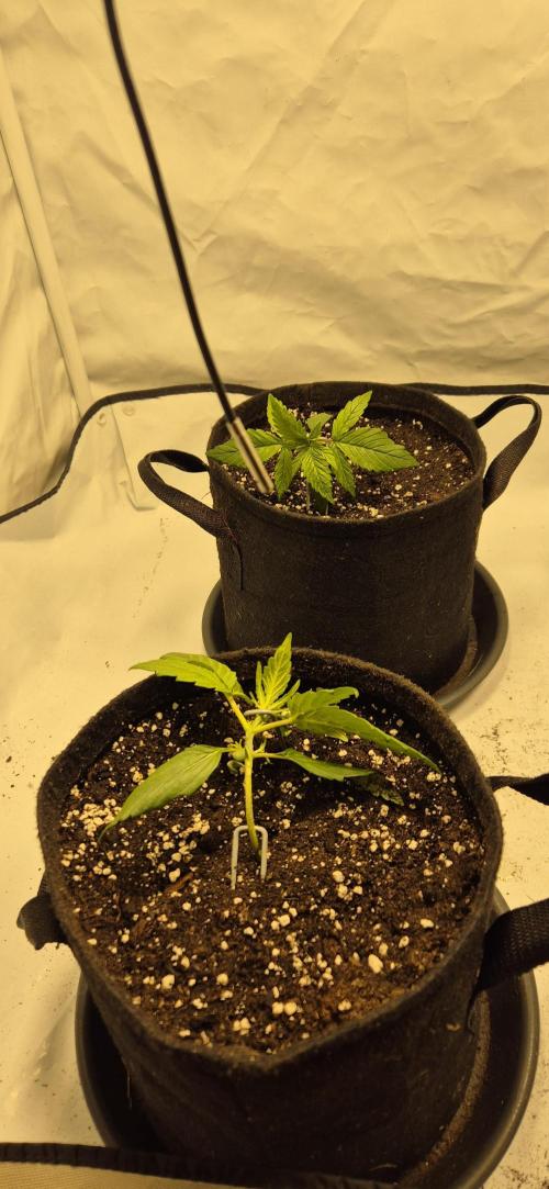 Wedding Glue Automatic FastBuds Grow. Week 3 - Day 20