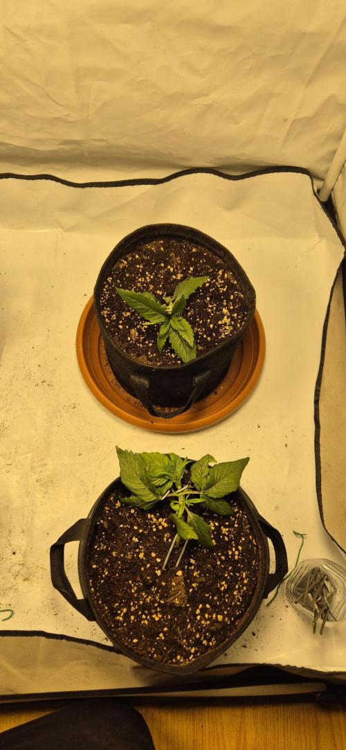 Wedding Glue Automatic FastBuds Grow. Week 4 - Day 22