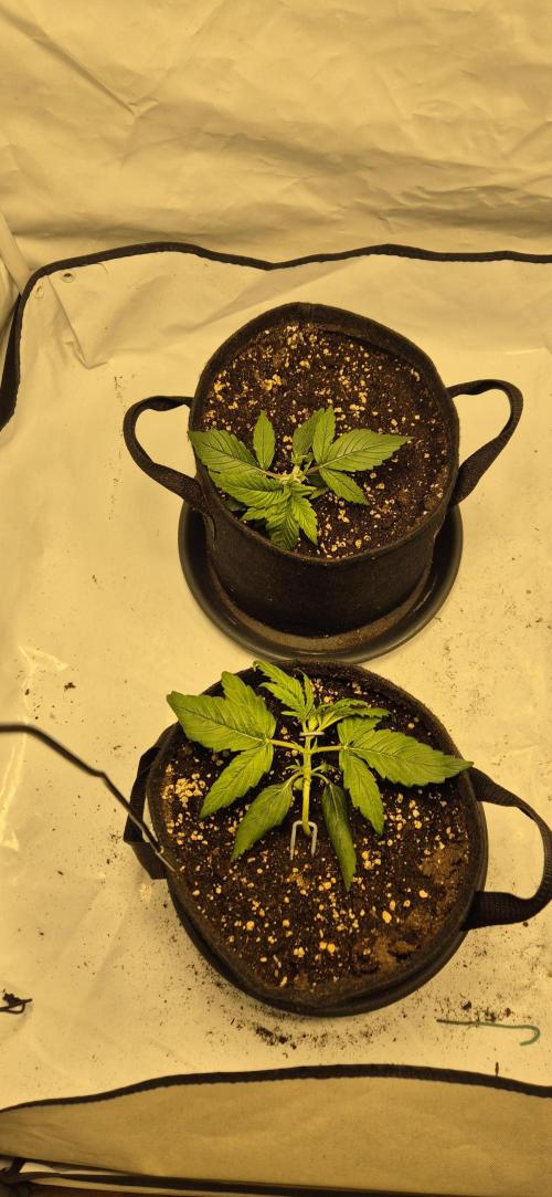 Wedding Glue Automatic FastBuds Grow. Week 4 - Day 22