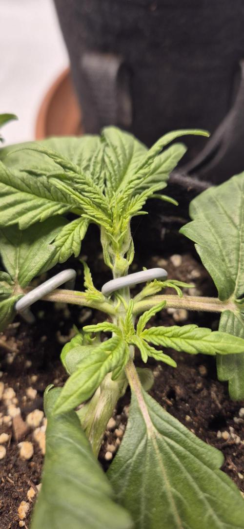 Wedding Glue Automatic FastBuds Grow. Week 4 - Day 22