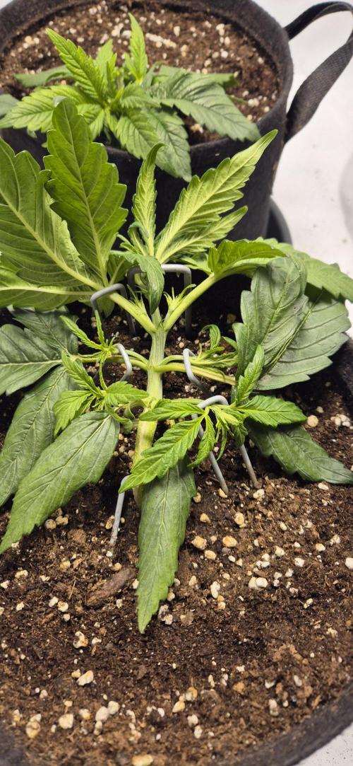 Wedding Glue Automatic FastBuds Grow. Week 4 - Day 27