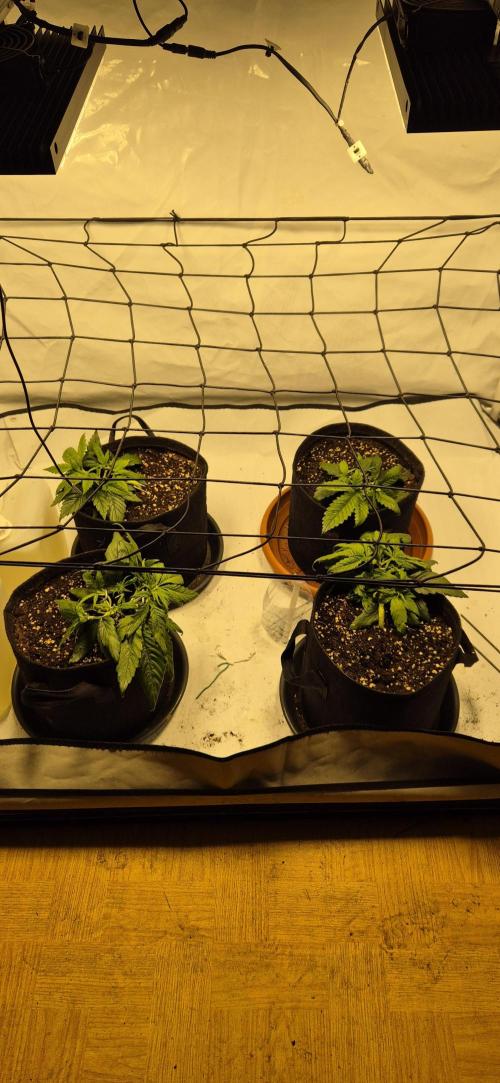Wedding Glue Automatic FastBuds Grow. Week 5 - Day 32
