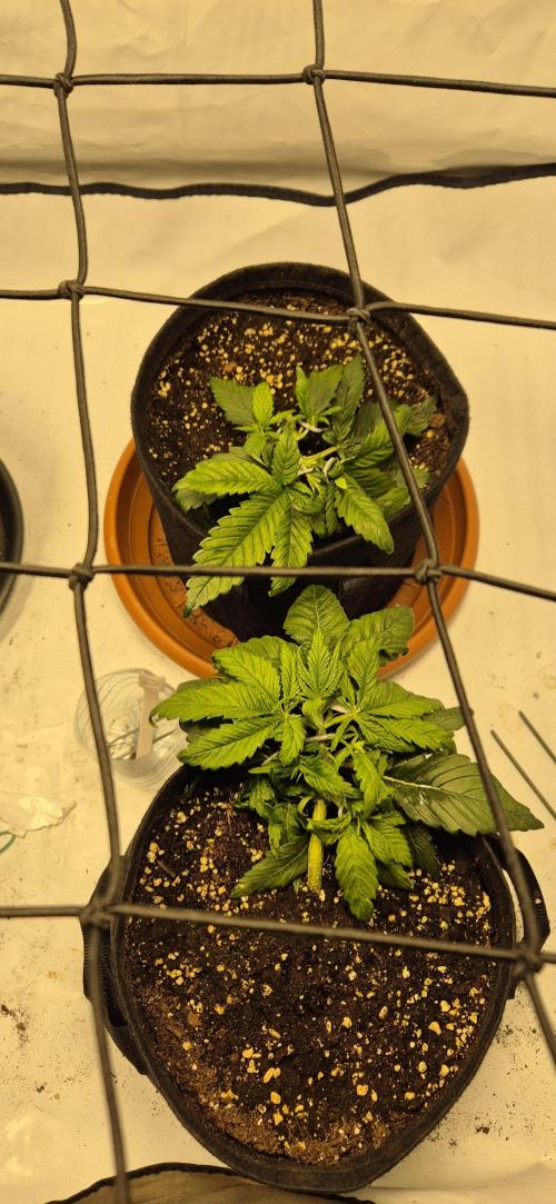 Wedding Glue Automatic FastBuds Grow. Week 5 - Day 32