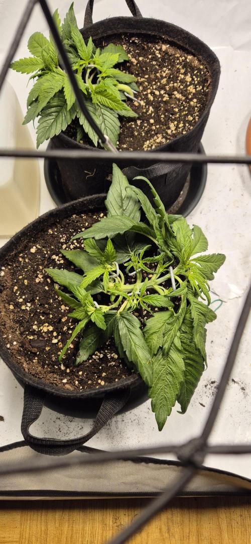 Wedding Glue Automatic FastBuds Grow. Week 5 - Day 29