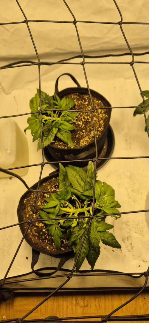 Wedding Glue Automatic FastBuds Grow. Week 5 - Day 29