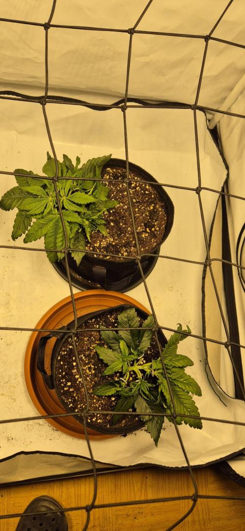 Wedding Glue Automatic FastBuds Grow. Week 5 - Day 29