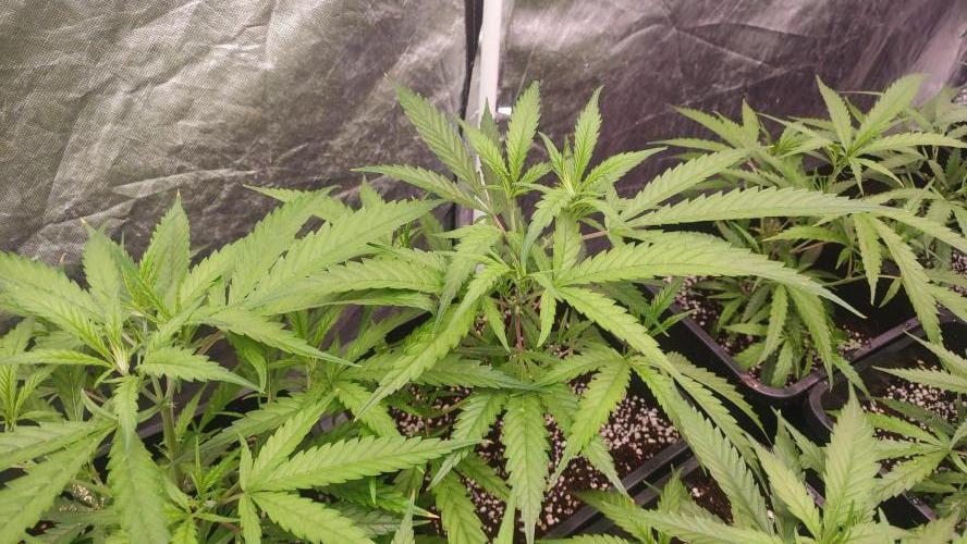 cheetos,2026. Week 3