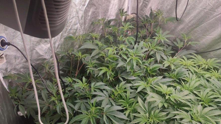 2025-primera cosecha. Week 4