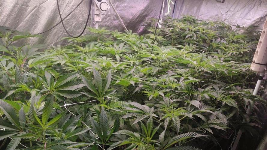 2025-primera cosecha. Week 5 - blueberry cupcake