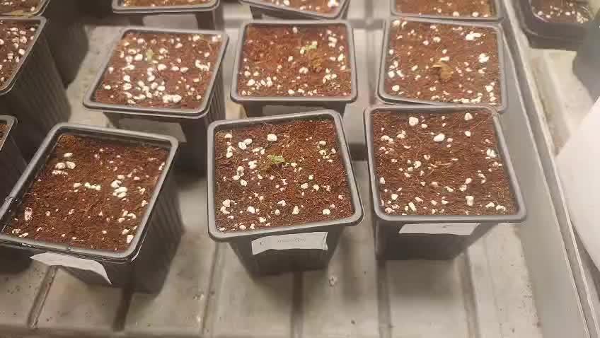 2025-primera cosecha