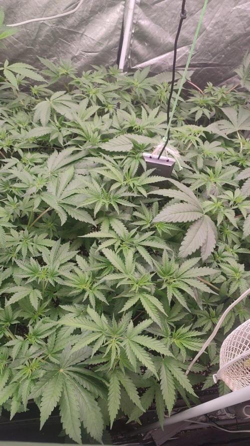 2025-primera cosecha. Week 4 - post apical