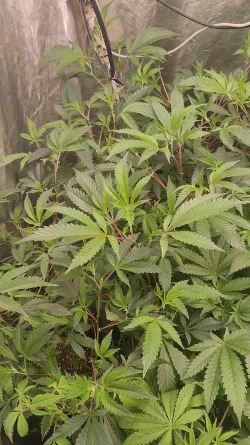 2025-primera cosecha. Week 4