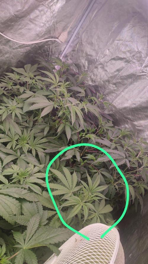 2025-primera cosecha. Week 4