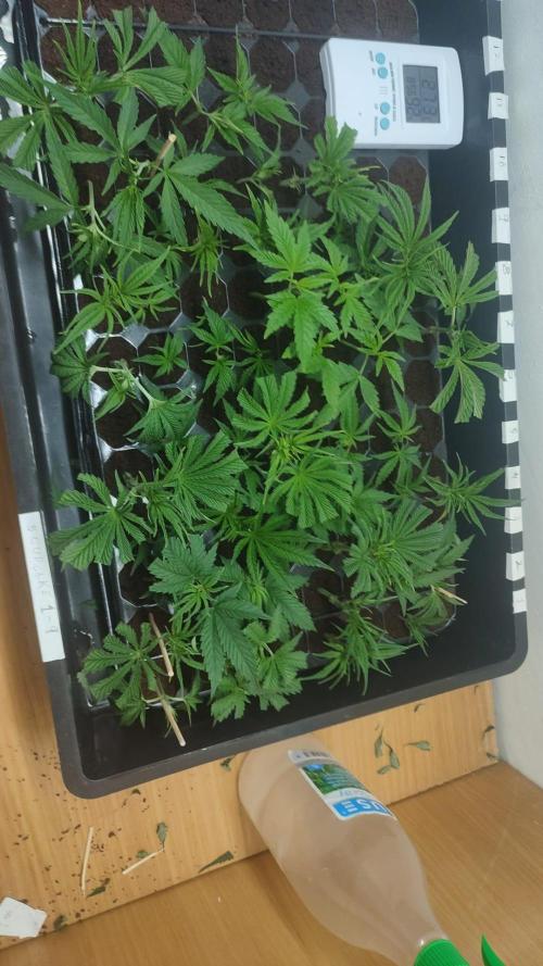 2025-primera cosecha. Week 4