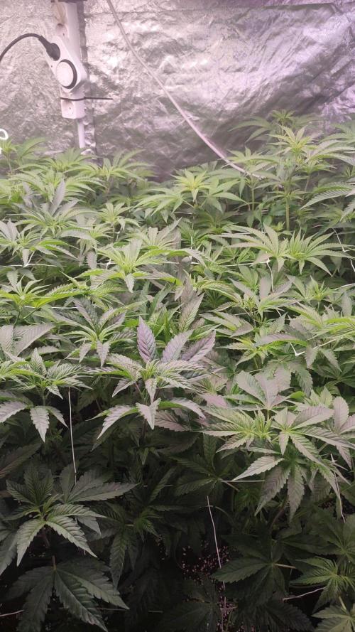 2025-primera cosecha. Week 5 - vanilla cream pie,gorila girl y black muffin