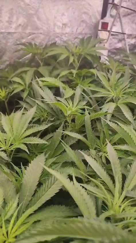 2025-primera cosecha