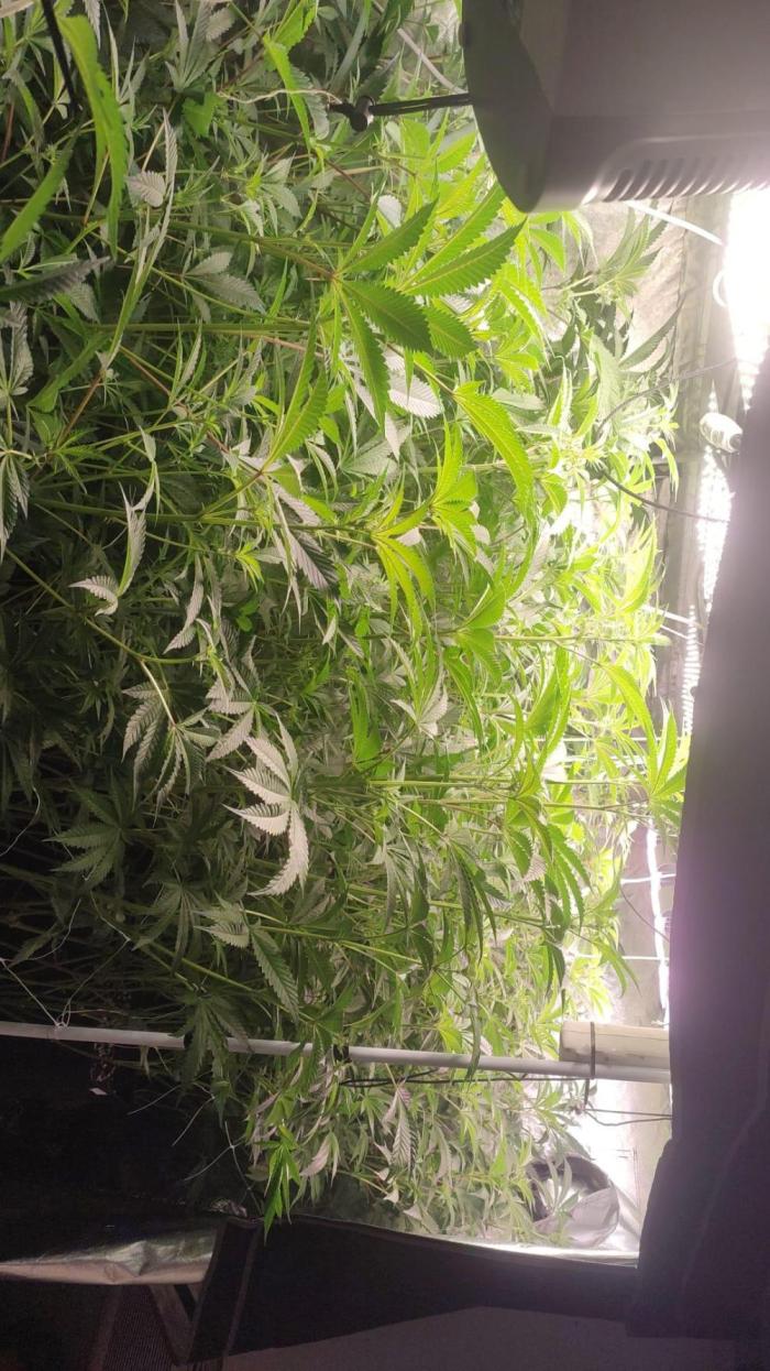 2025-primera cosecha. Week 7