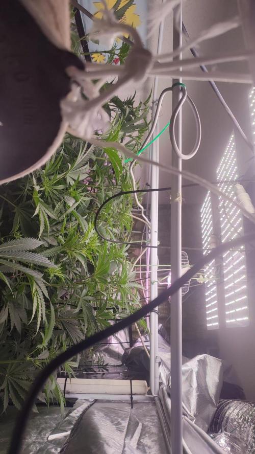 2025-primera cosecha. Week 8