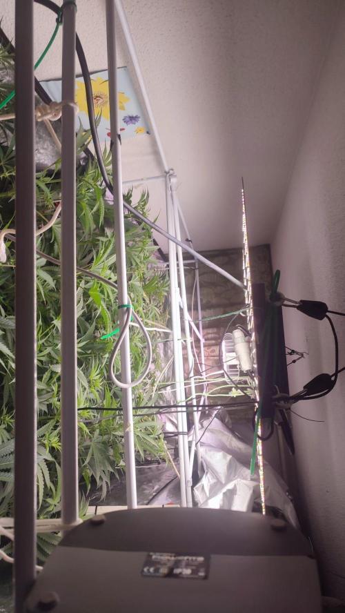 2025-primera cosecha. Week 8