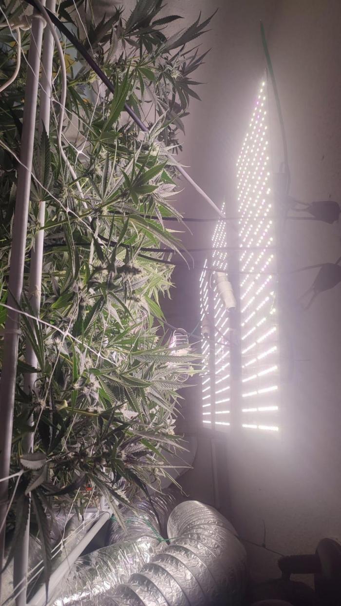 2025-primera cosecha. Week 9