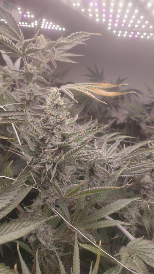 2025-primera cosecha. Week 10