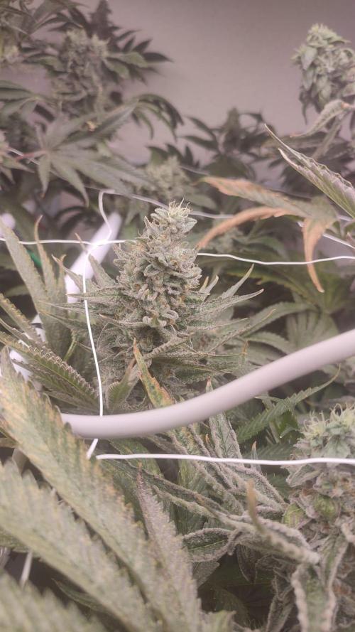 2025-primera cosecha. Week 10