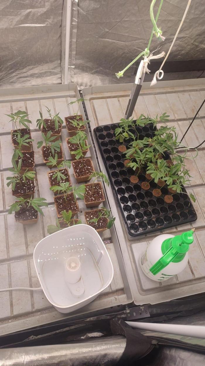 cheetos,2026. Week 1