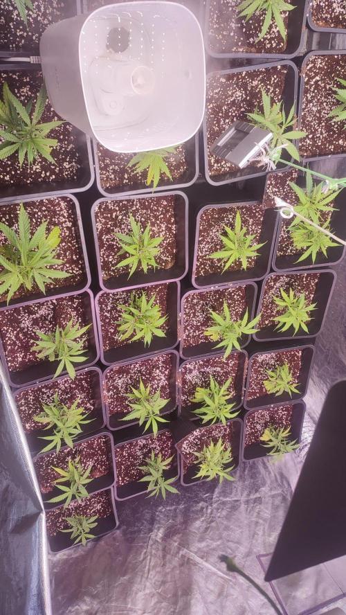 cheetos,2026. Week 2