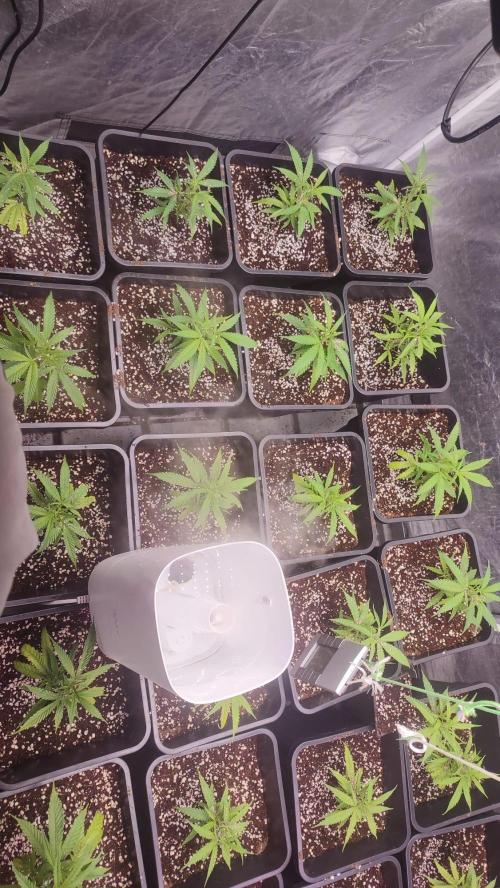 cheetos,2026. Week 2